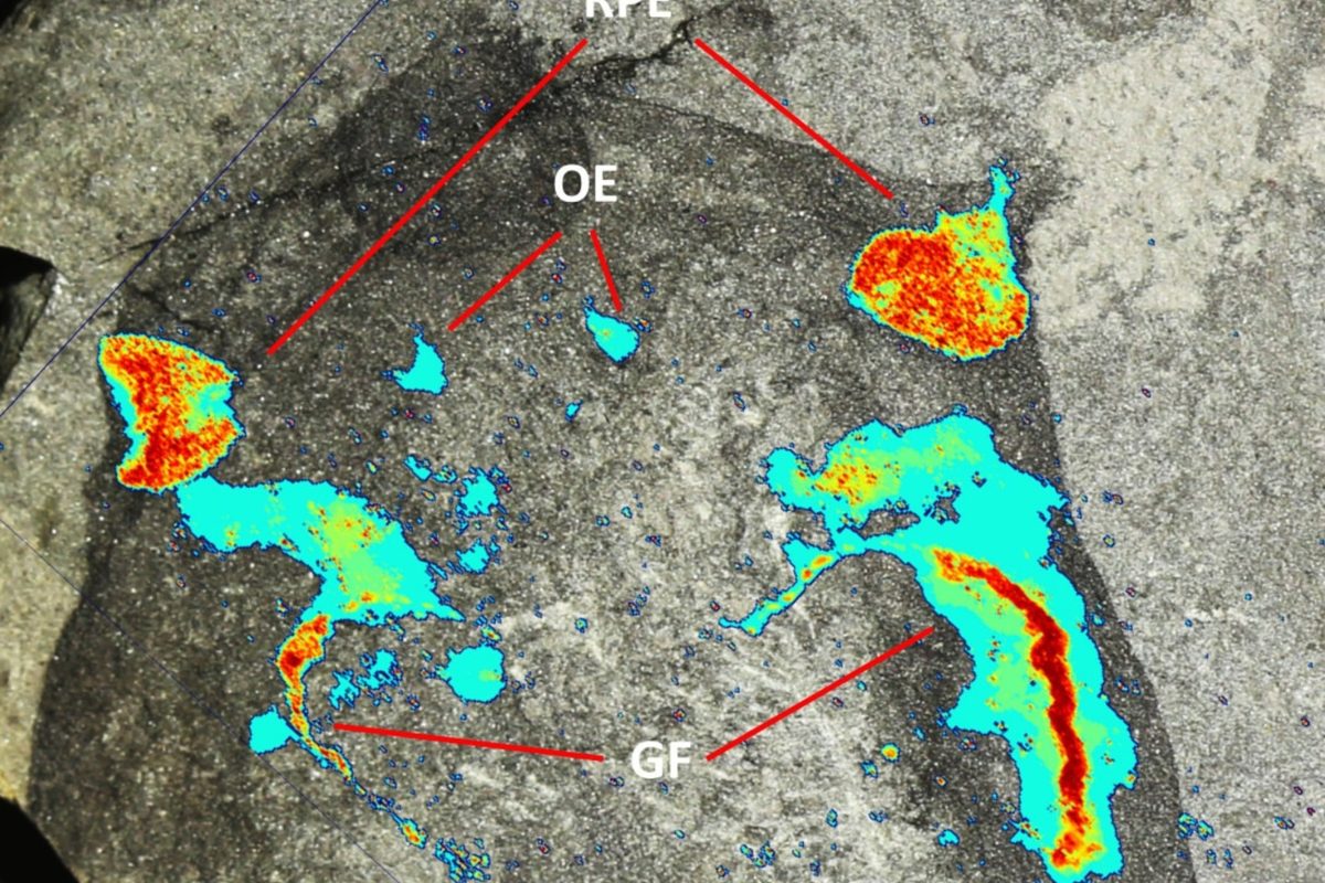 443-million-year-old eel-like animal discovered near Glasgow stuns scientists
