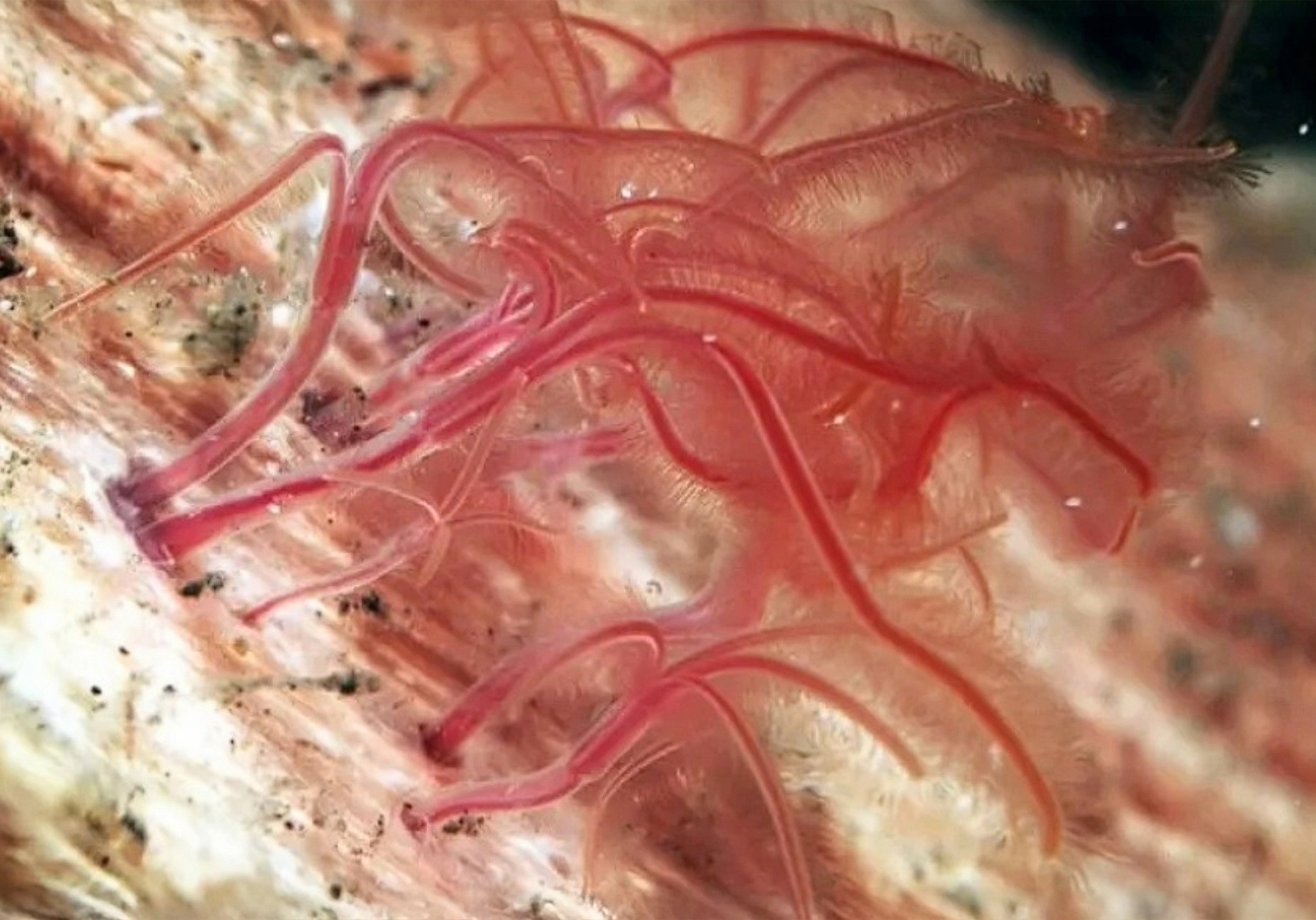 Missing in the deep sea: The unsettling mystery of zombie worms