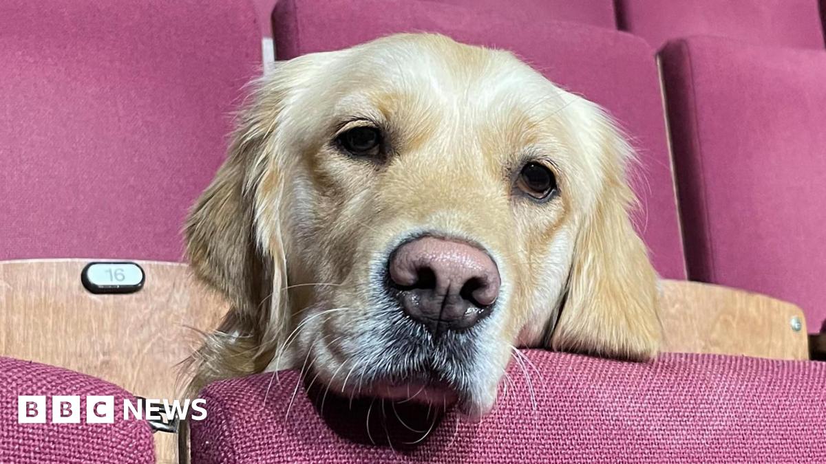Young guide dogs train to sniff out Norwich theatre pitfalls