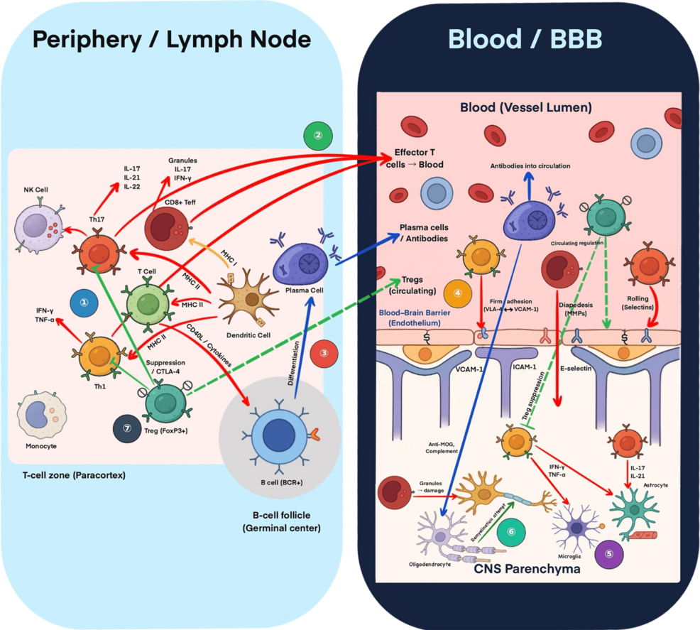 Bridging Inflammation and Neurodegeneration in Multiple Sclerosis: Mechanisms and Emerging Therapies – Cureus