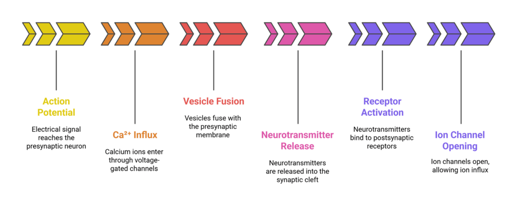A Narrative Review of Synaptic Transmission and Its Role in Neurological and Psychiatric Disorders: A Molecular Perspective