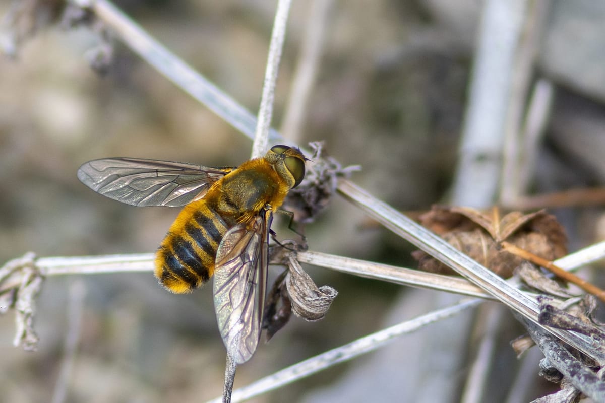 Can we use bees as a model of intelligent alien life to develop interstellar communication?