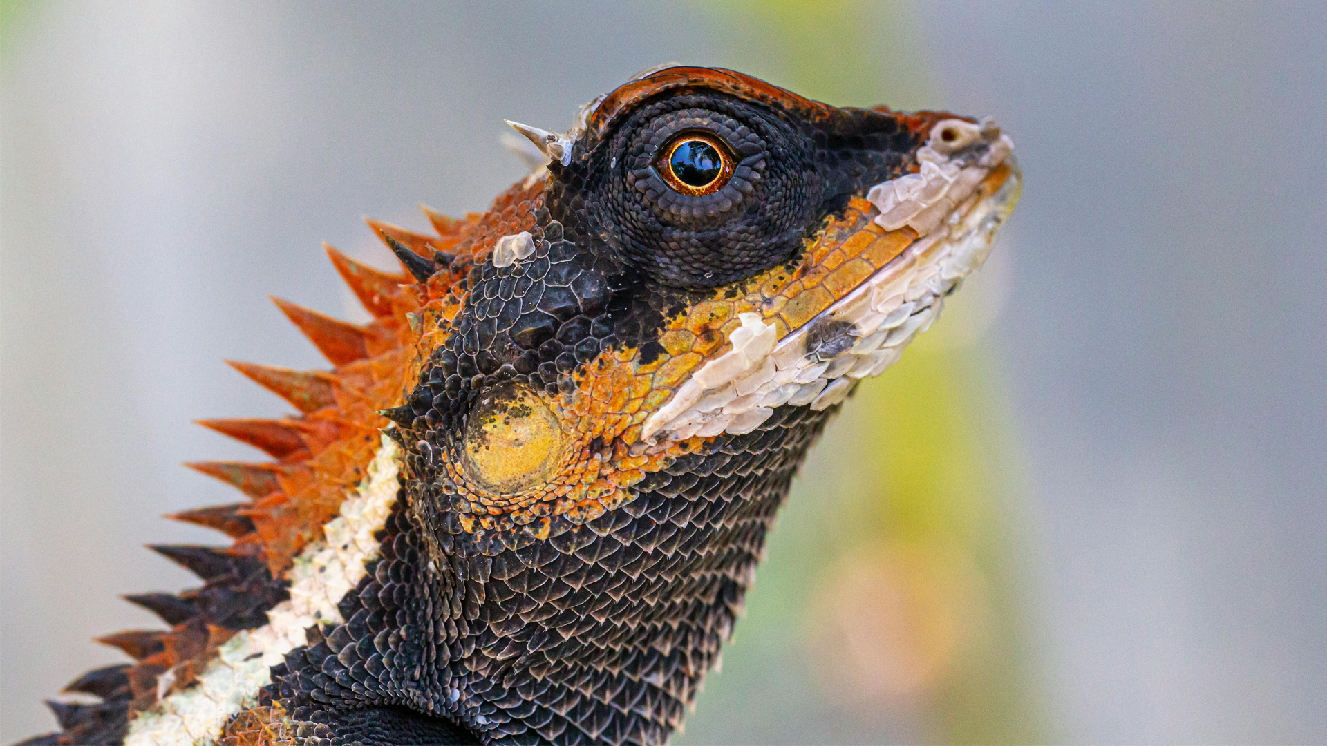 300-million-year-old brain rhythm links humans, birds, and lizards