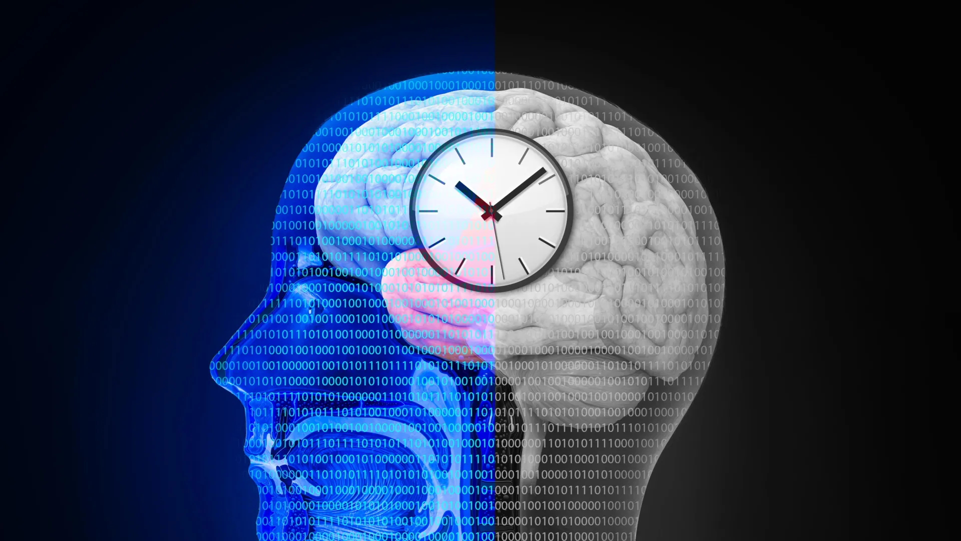 The hidden timing system that shapes how you think