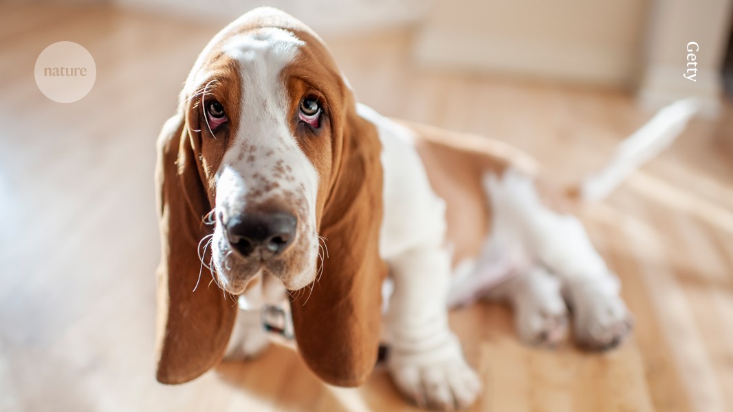 Do their ears hang low? The genetics of dogs’ adorable floppy ears