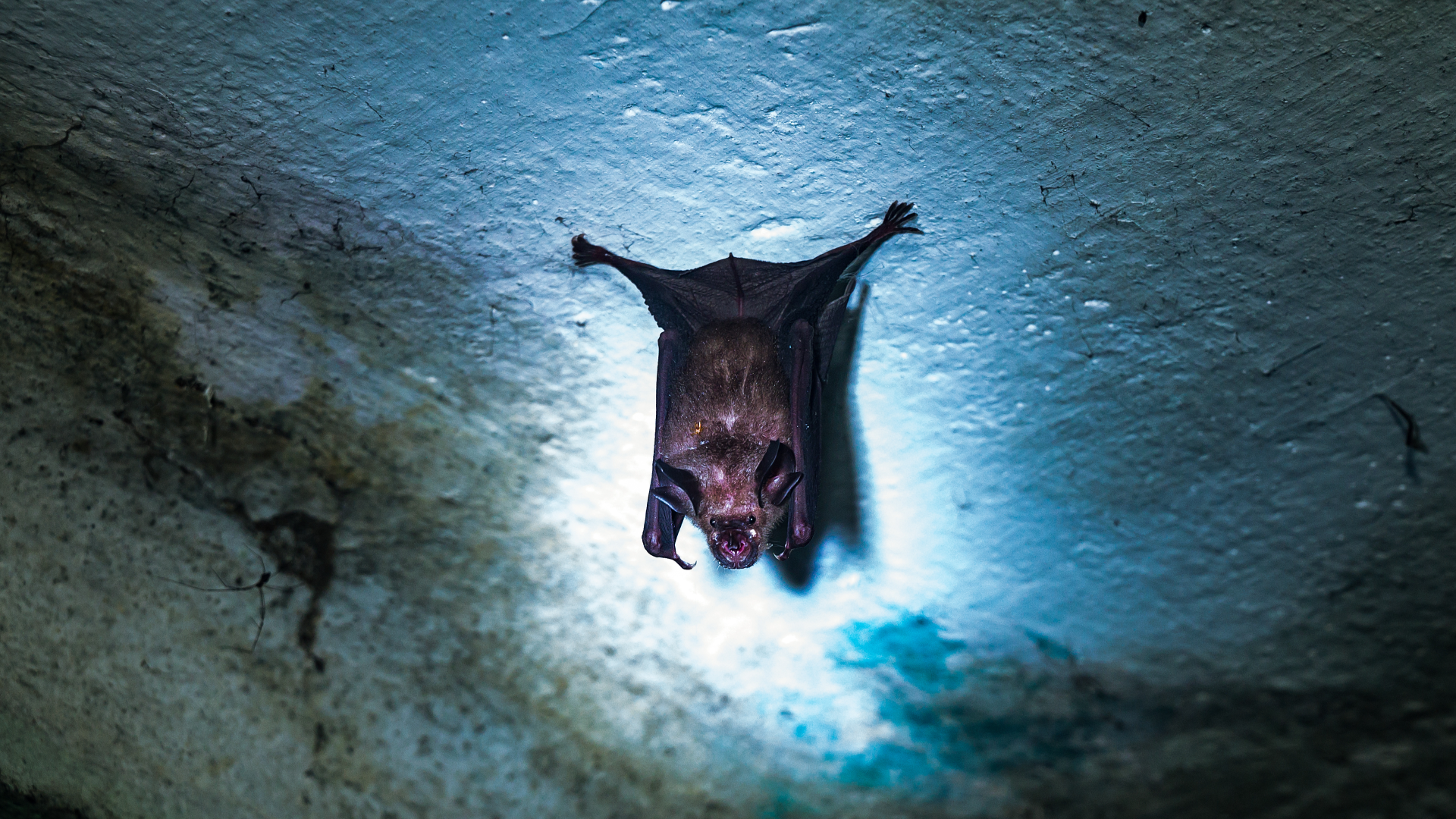 India reports Nipah virus cases as neighbors step up screening – news.cgtn.com