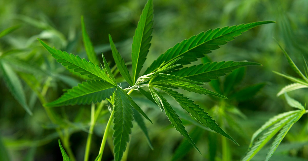 Marijuana recalled from almost 300 Colorado dispensaries had unsafe pesticide levels, state officials say