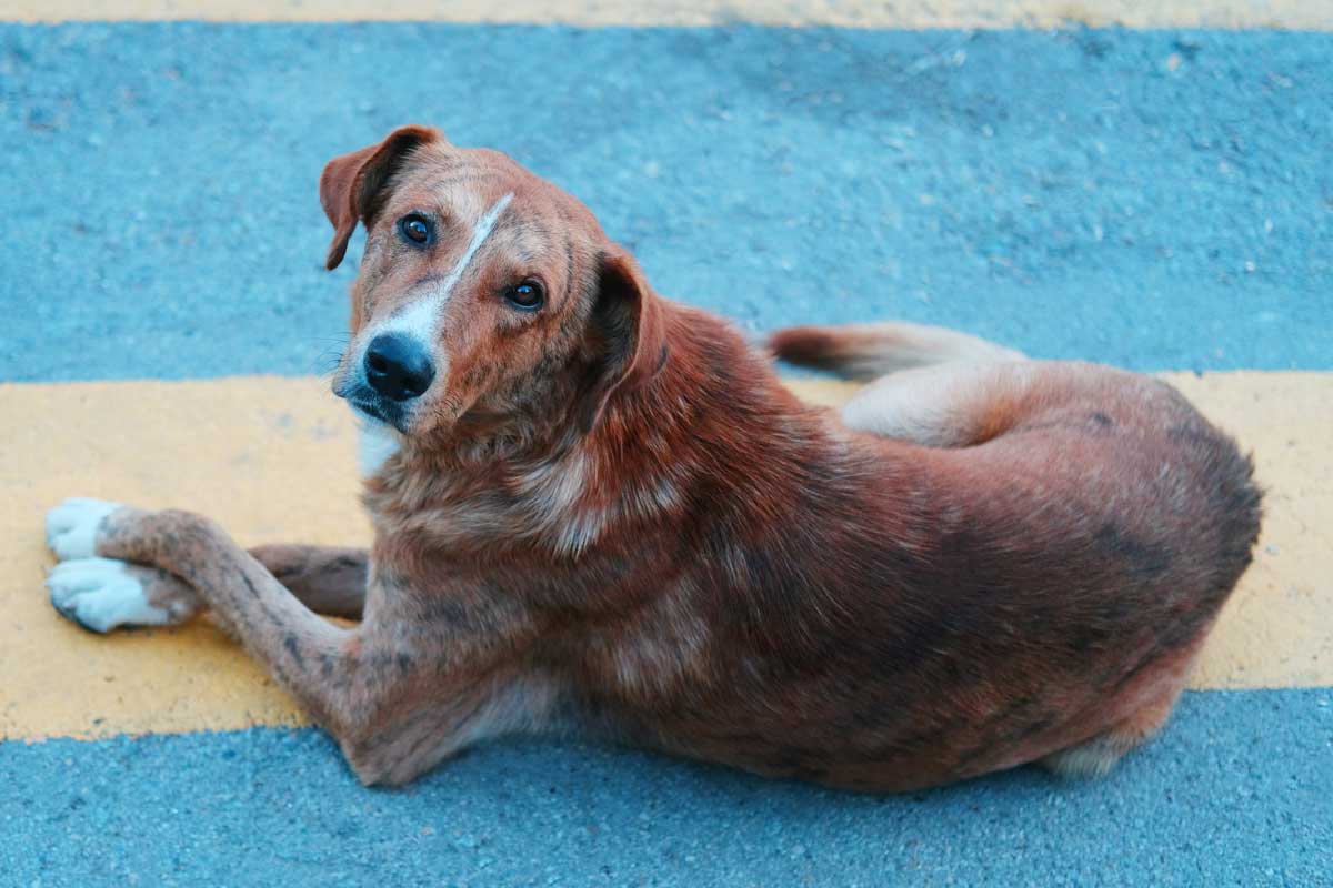 Could a new oral rabies vaccine help us finally end the disease?