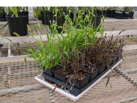 Plants Designed to Alert Us of Harmful Chemicals and Diseases