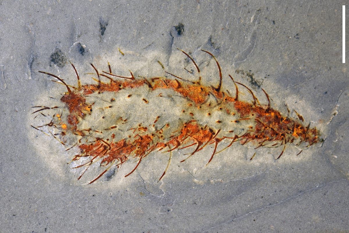 Dozens of Bizarre Ancient Lifeforms Discovered in ‘Extraordinary’ Fossil Find