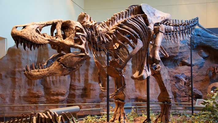 Tyrannosaurus rex Took Nearly Four Decades to Grow Up, New Research Shows