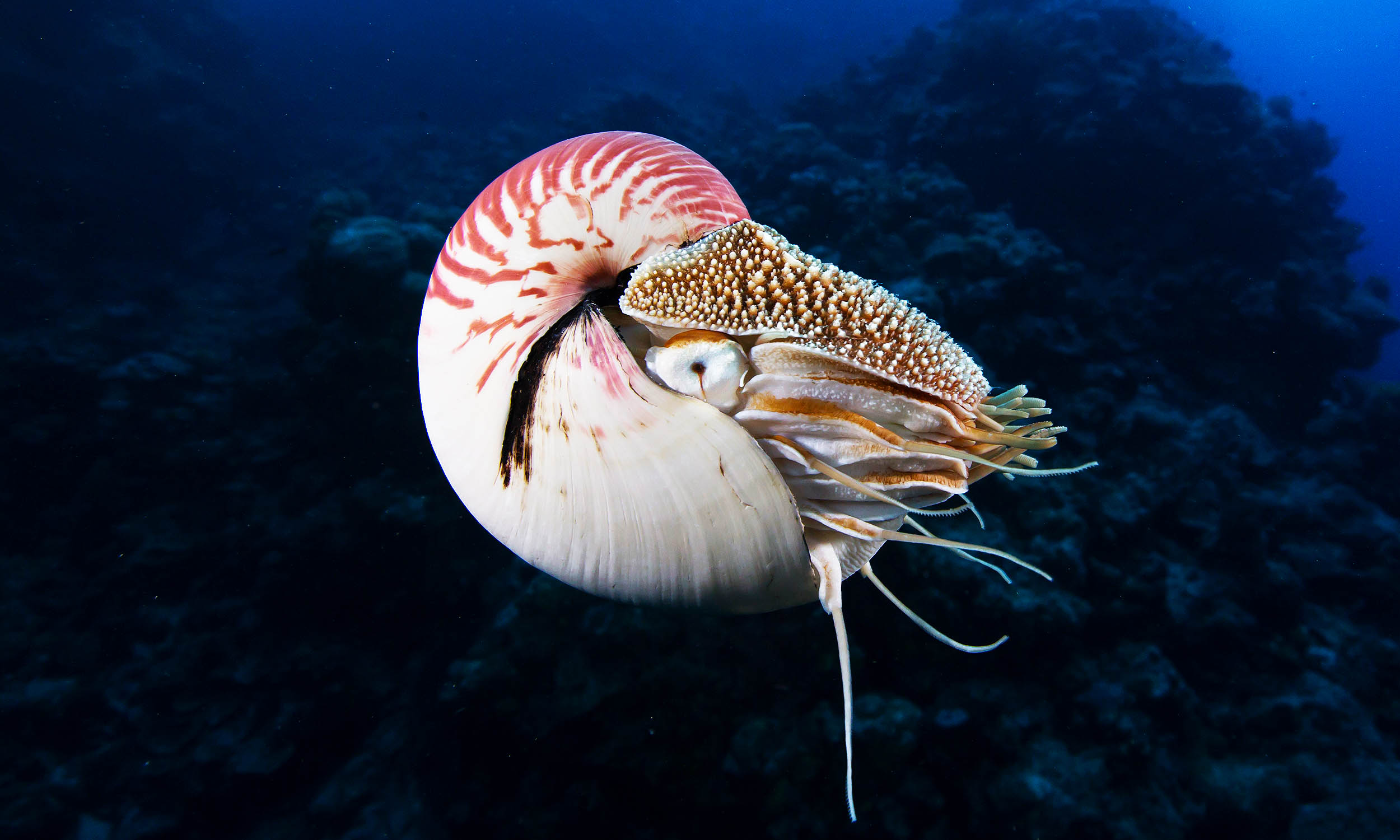 Coastlines can trap species and cause extinction as oceans warm