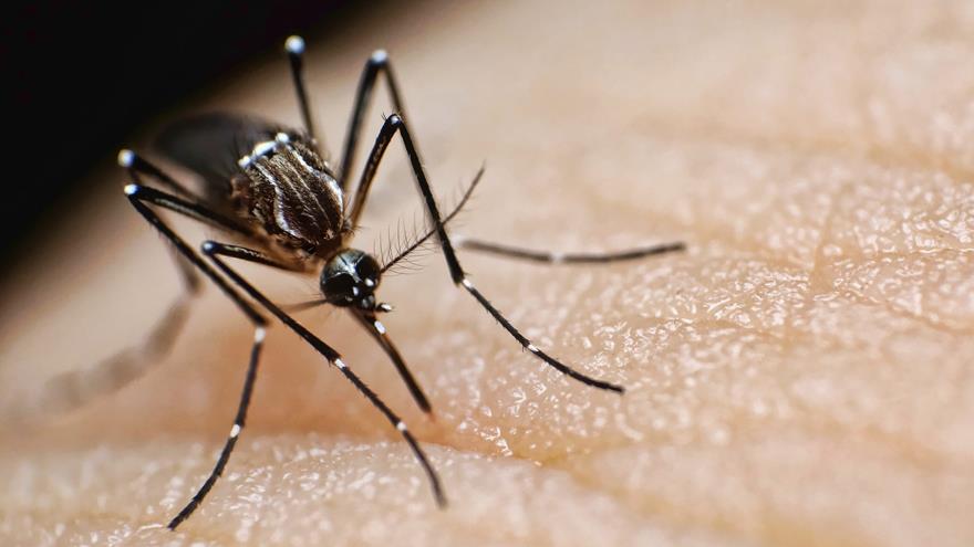 Mosquitoes’ Bloodsucking Tubes Could Enable High-Definition 3D Printing