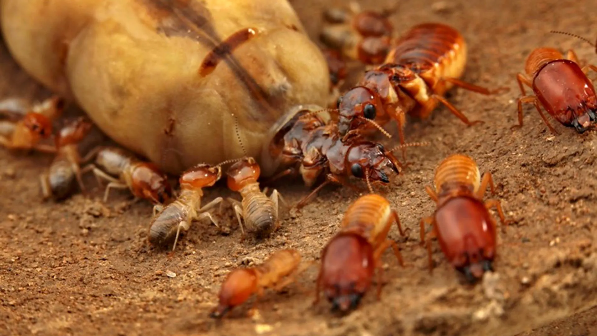 How gene loss and monogamy built termite mega societies