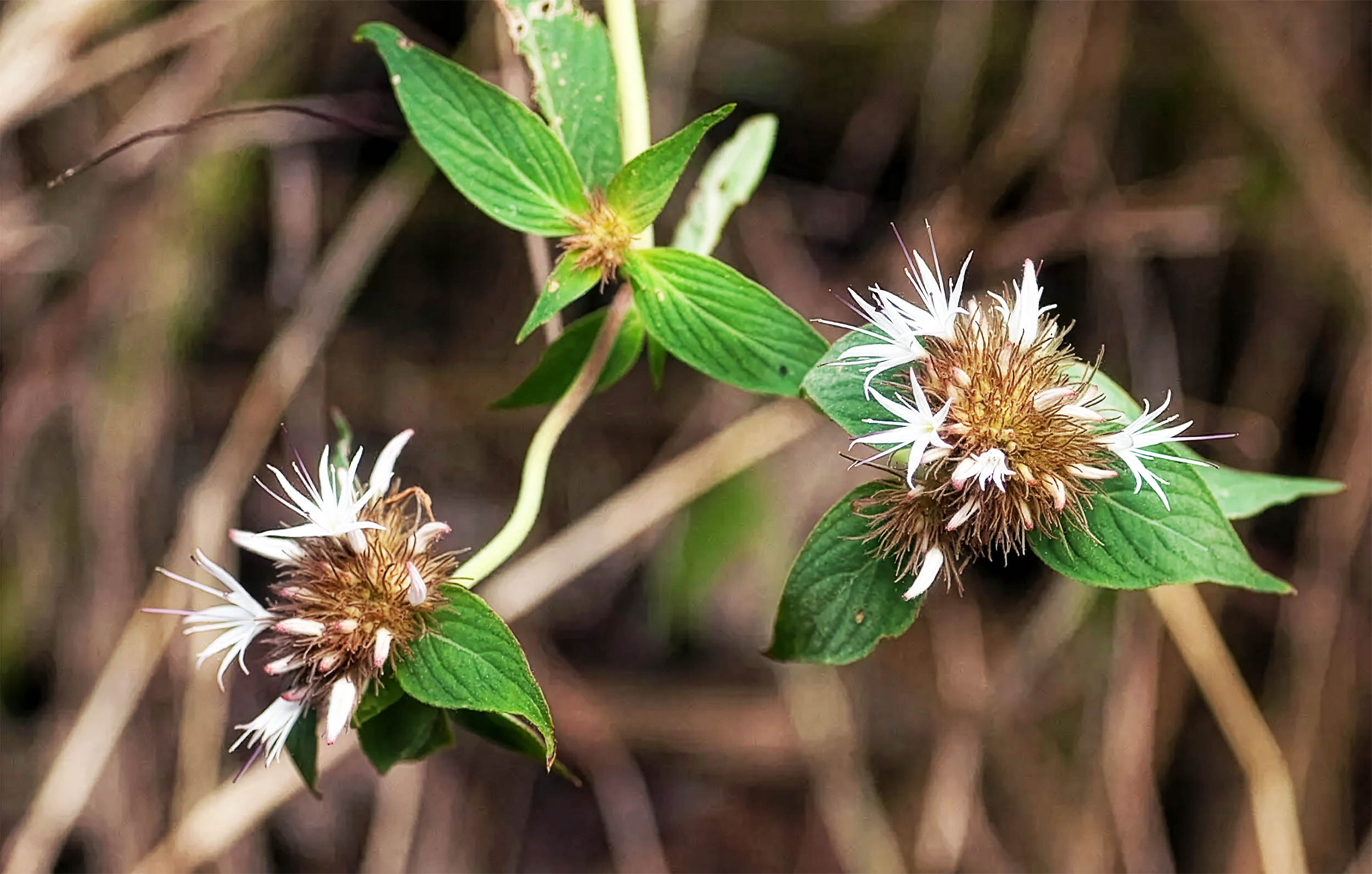 Plant found that appears to have stolen genes from another species