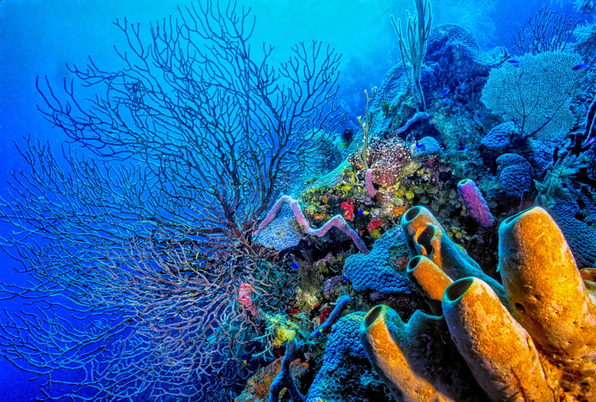 Coral reefs have helped control earth’s climate for 250 million years