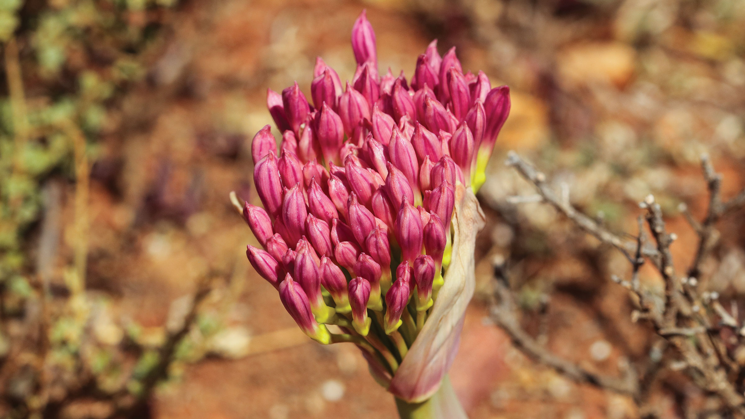 Stone Age humans hunted with poisoned arrows