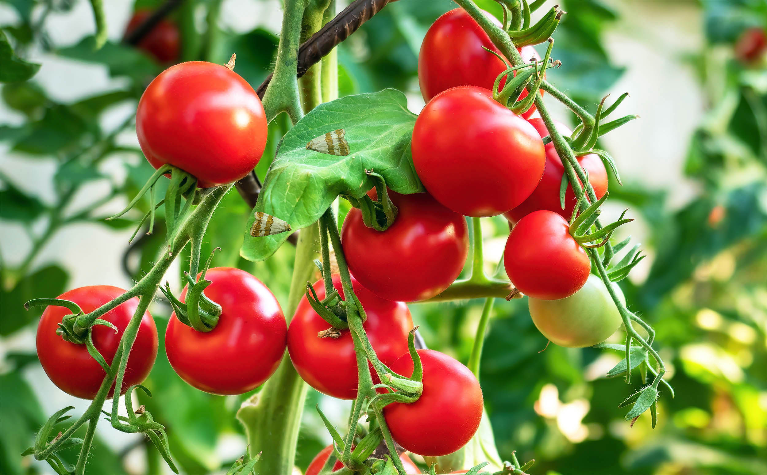 Insects can hear plants “talking” before deciding where to lay eggs