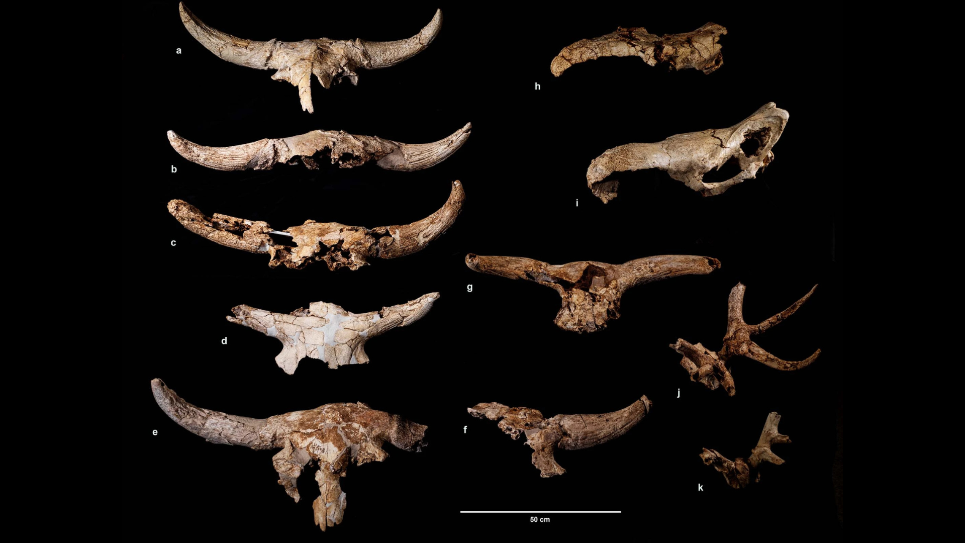 More than 43,000 years ago, Neanderthals spent centuries collecting animal skulls in a cave; but archaeologists aren’t sure why