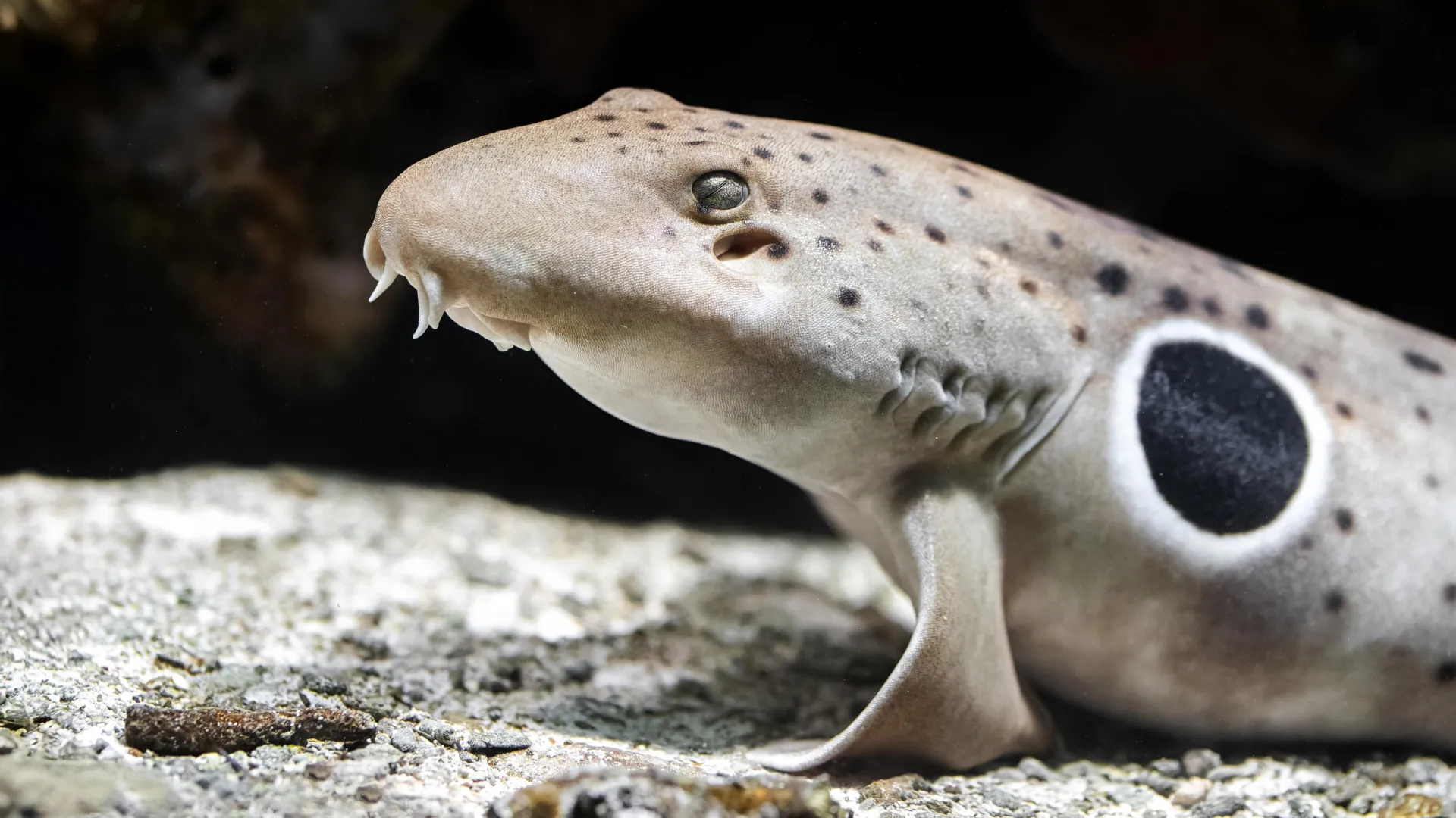 Walking sharks break the rules of reproduction