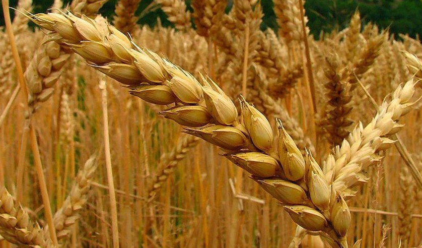 Wheat price in Punjab sees massive surge