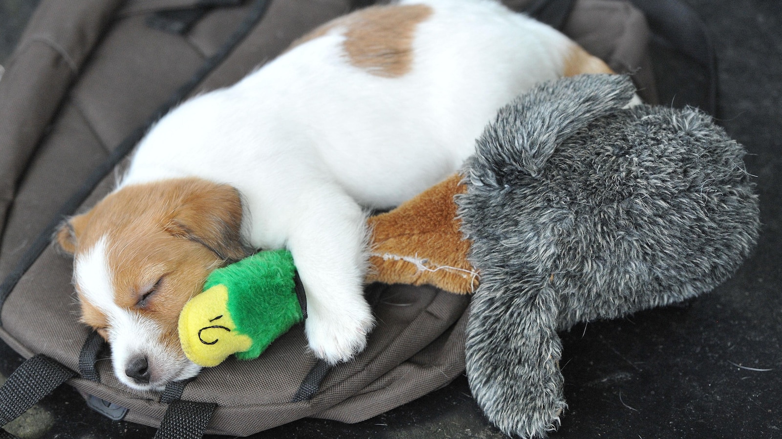 Pet sounds: Why some dog owners share music with their 4-legged friends