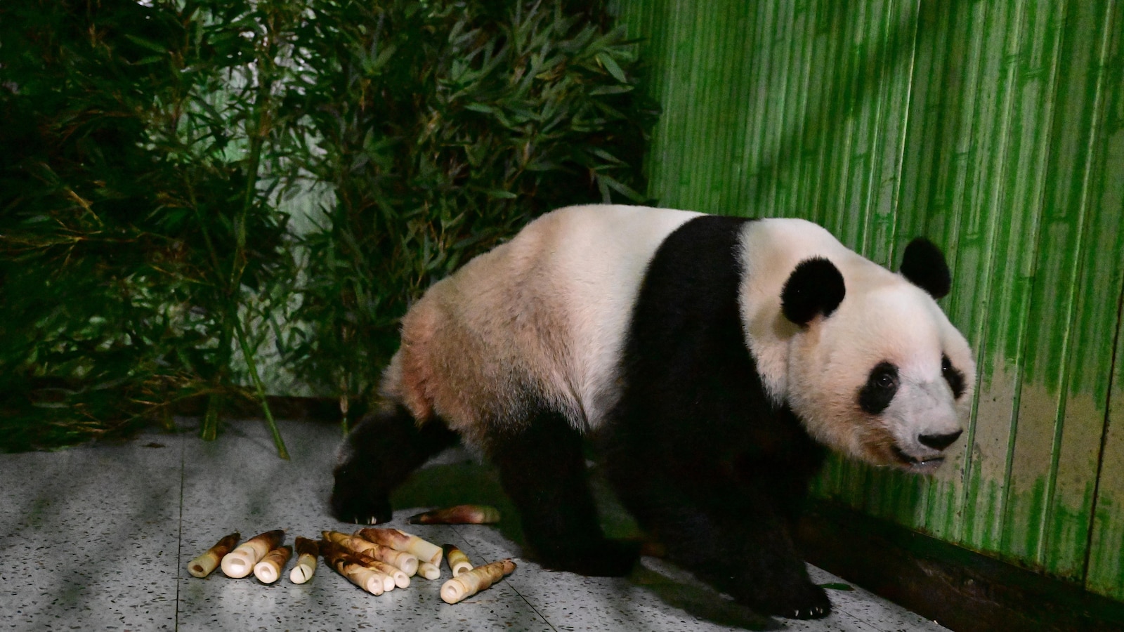 Japan’s last pair of pandas have arrived back in China