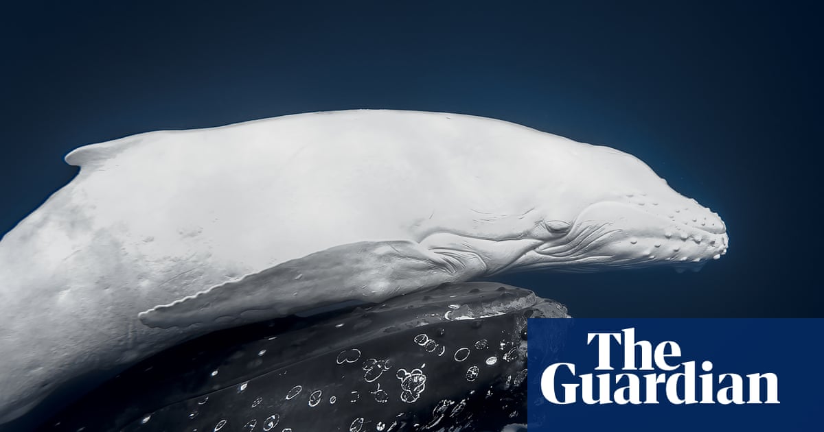 World Nature Photography awards 2026 – in pictures – The Guardian