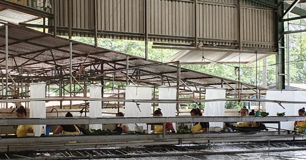 Global experts to gather in Mexico to address key banana challenges | News