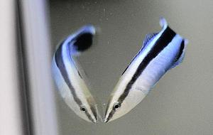 Cleaner fish show intelligence typical of mammals