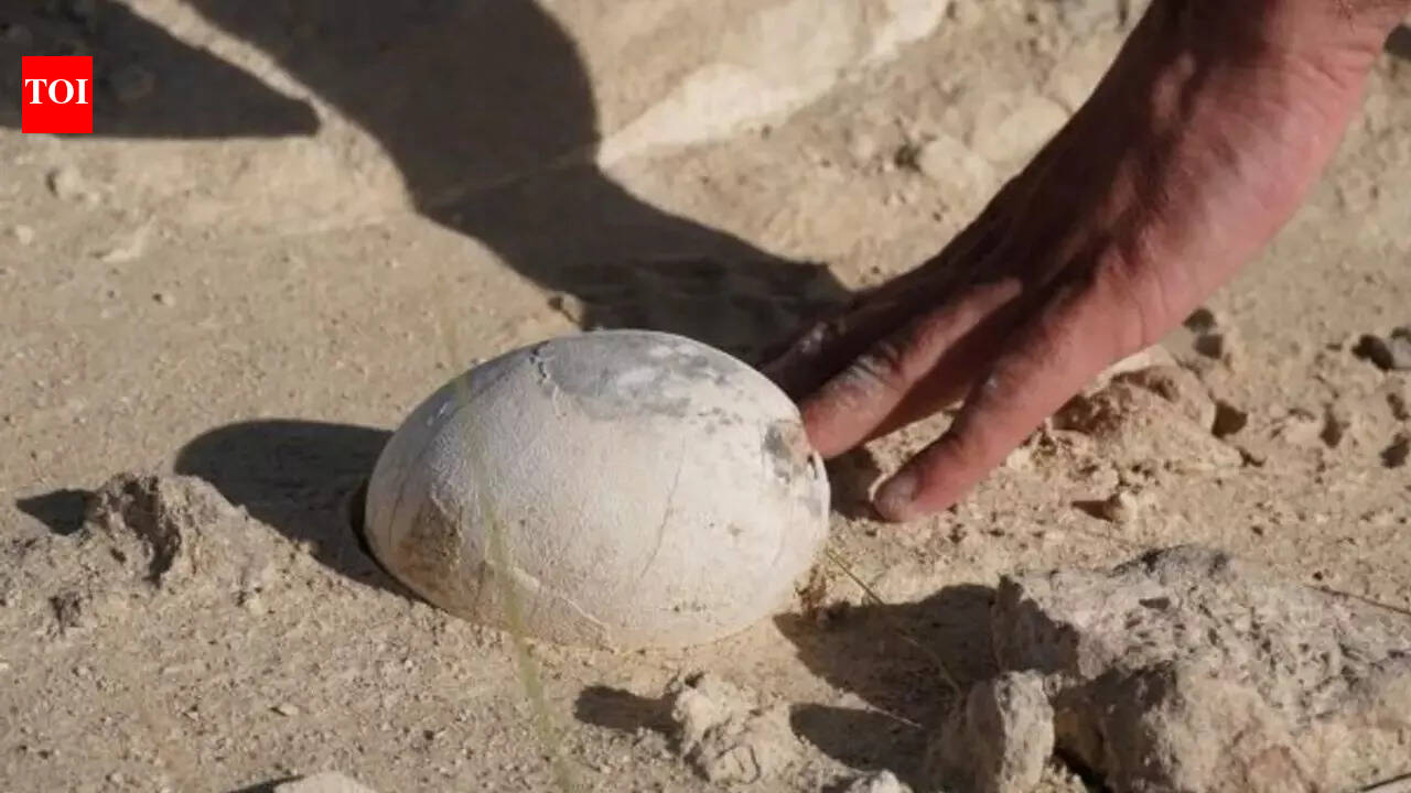 70-million-year-old dinosaur egg found in South America might hold a baby and reveal how dinosaurs raised their young |