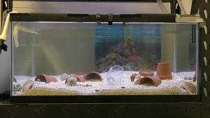 Study shows marine plastic pollution alters octopus predator-prey encounters