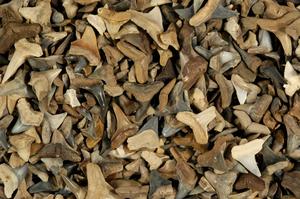 Vertebrate paleontology has a numbers problem. Computer vision can help