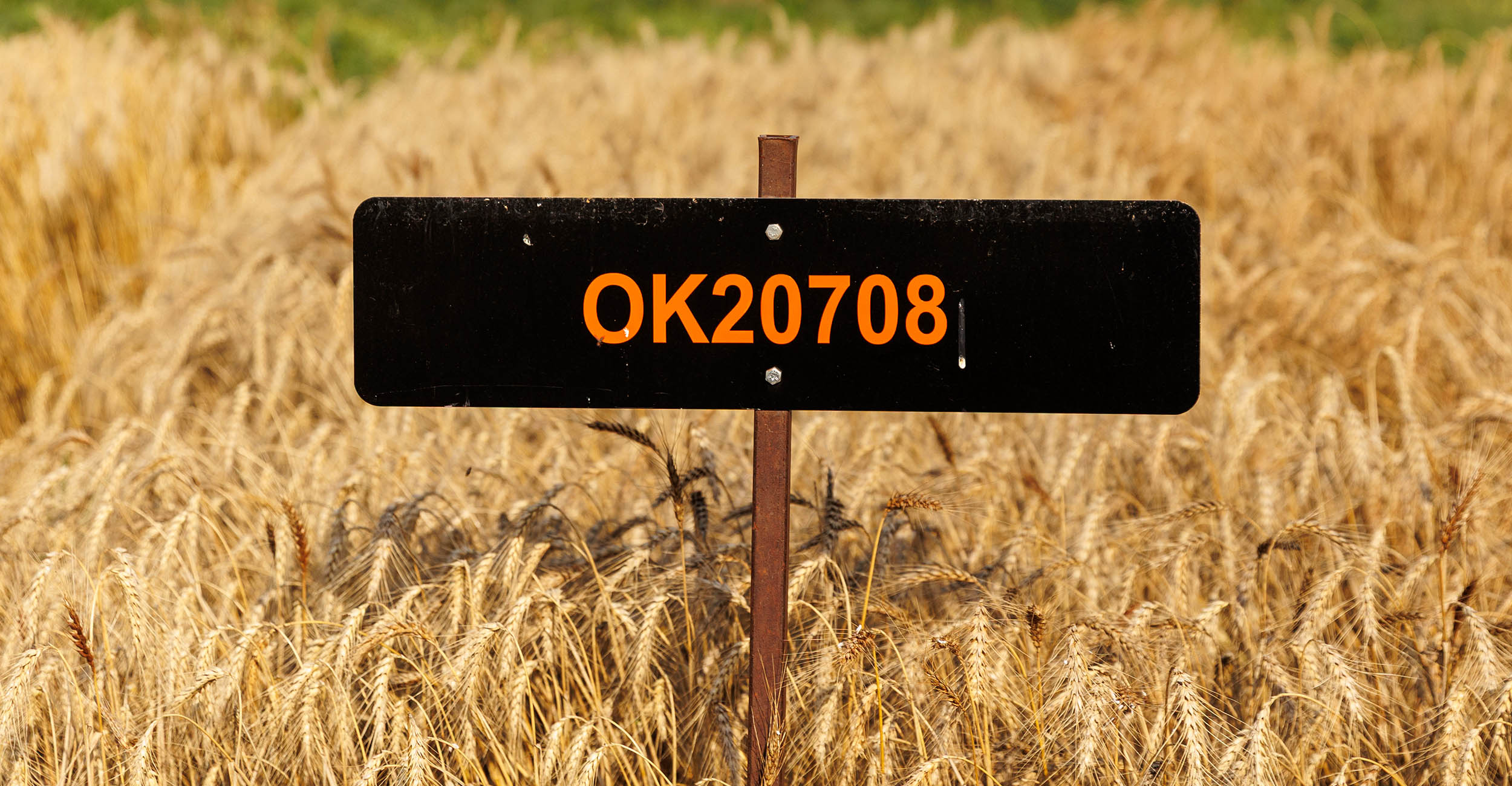 New OSU variety is the heavyweight champion of wheat