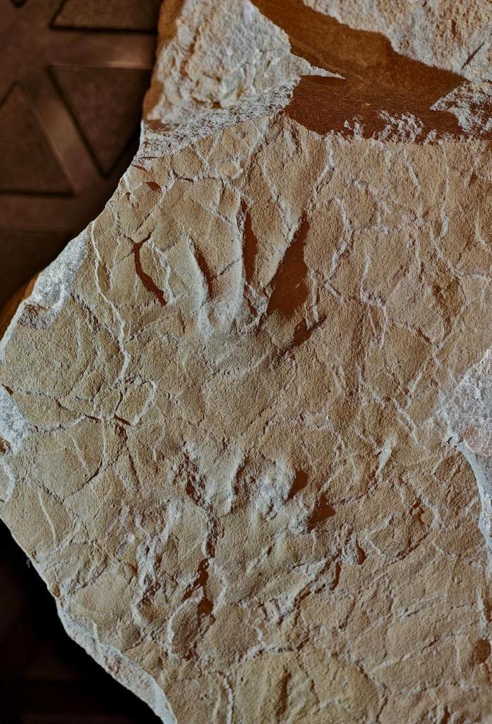 First amphibian footprints from Jurassic of Asia discovered in Beijing-Xinhua