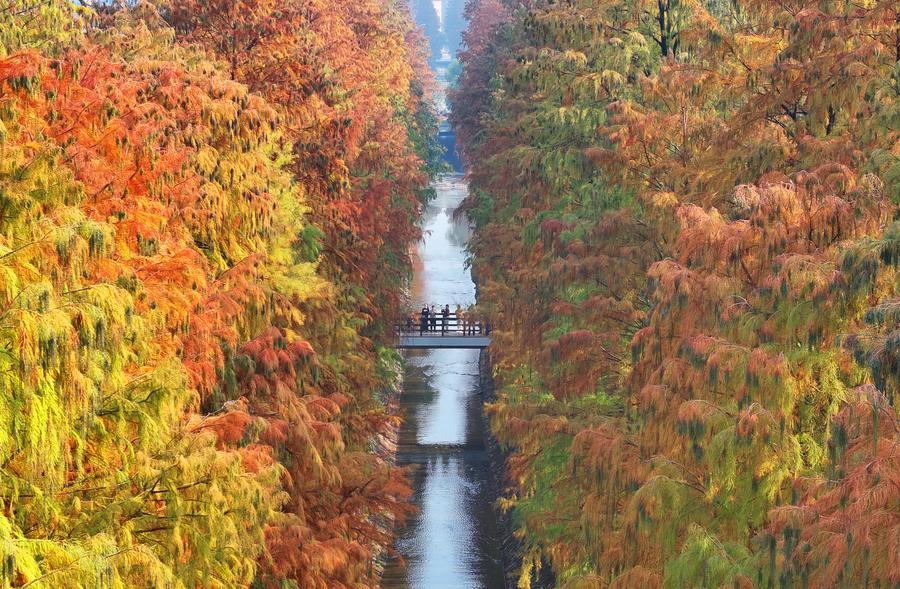 Land plants expanded on land 455 million years ago, reshaping Earth’s environment: study-Xinhua