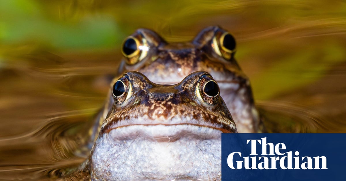 Week in wildlife: rescued dolphins, a white whale and a precious kākāpō chick – The Guardian