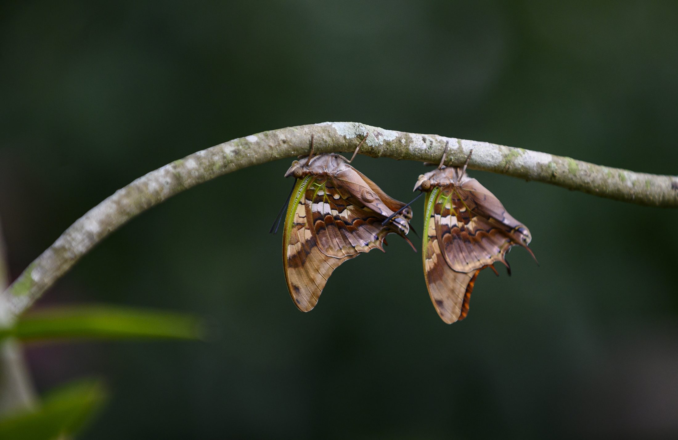 Scientists lay out what we do and don’t yet know about moths and butterflies – Research News