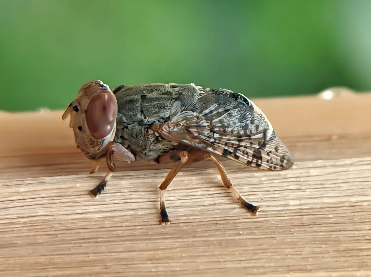 What Happens When a Botfly Infests a Horse’s Nose