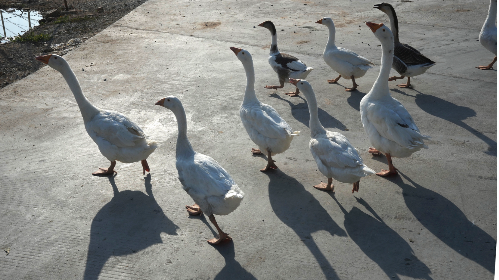 Cambodia records first human case of bird flu in 2026