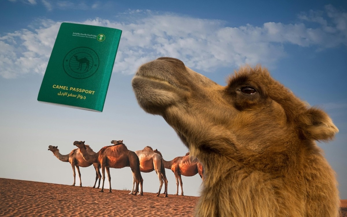 Camels to be issued passports in Saudi Arabia