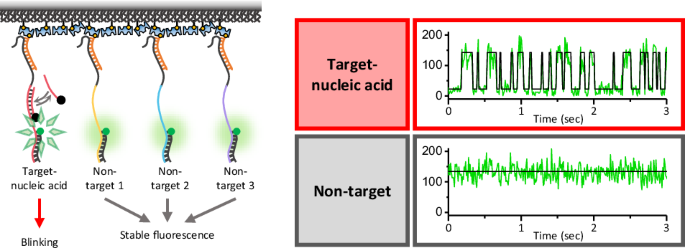 Ultrafast and specific miRNA quantification via single-molecule fluorescence quenching kinetics