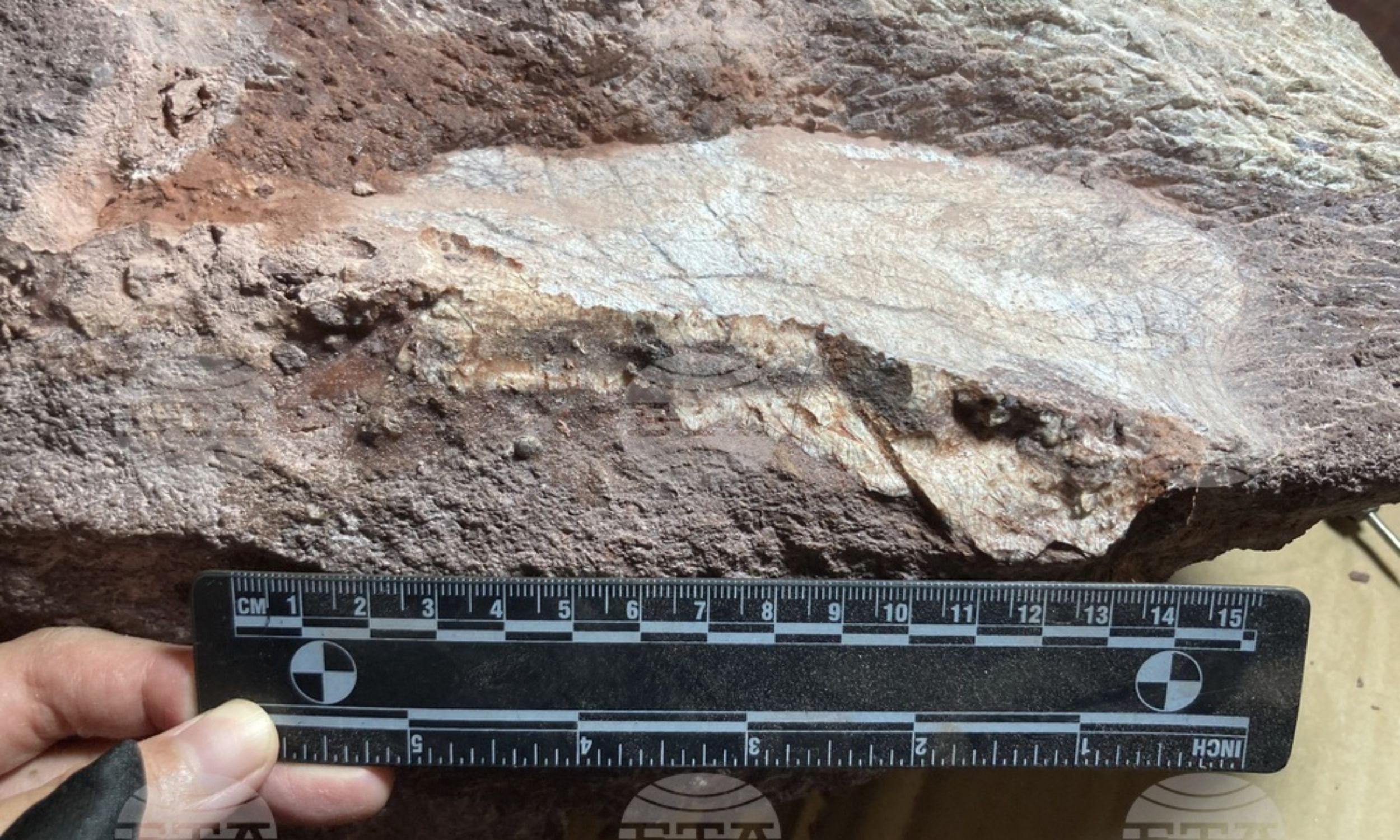 Organic molecules surprisingly found in a 500-million-year-old fossil