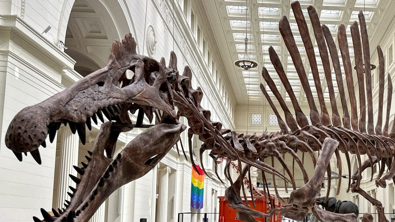 Fossils of new Spinosaurus species found in the Sahara