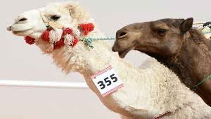 Saudi Arabia announces global camel passport initiative