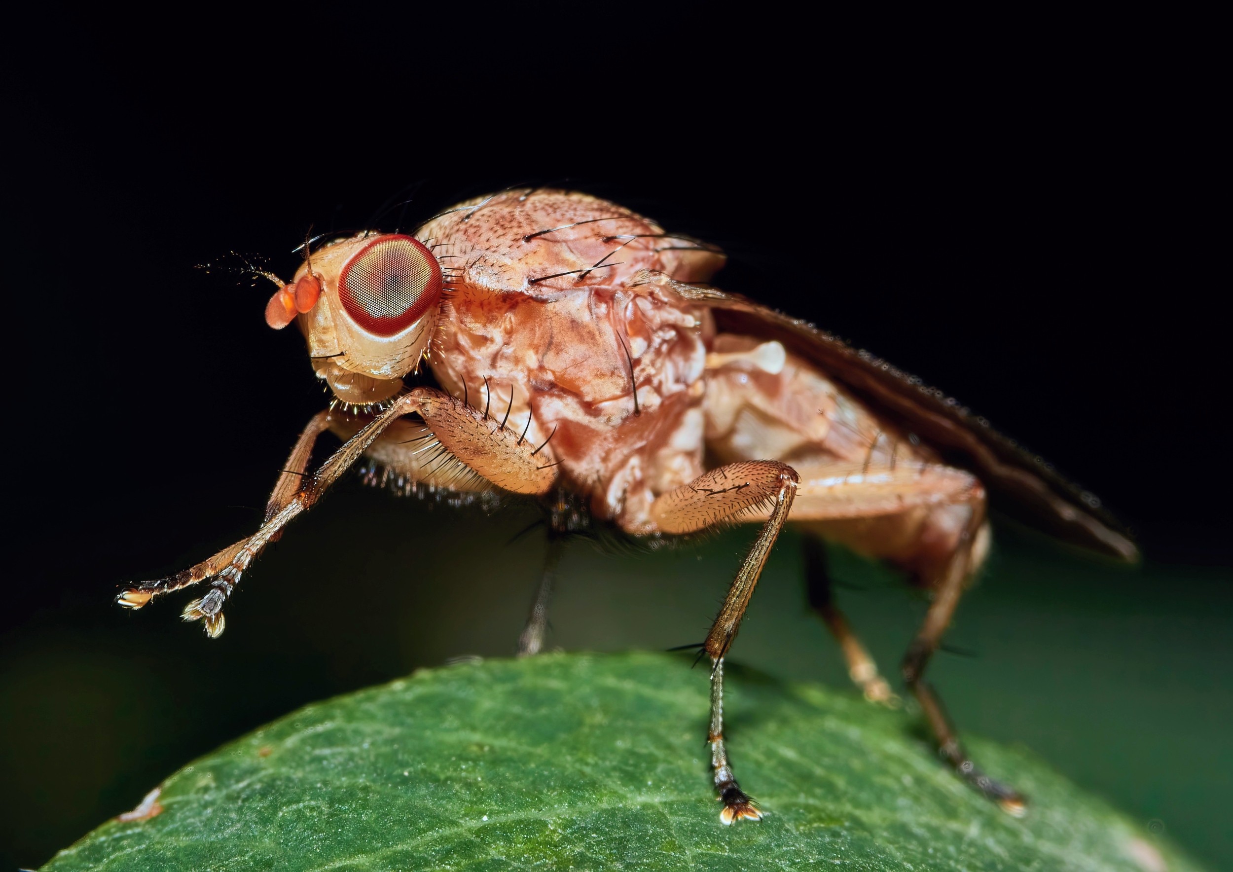 AI shuts down fruit fly courtship song in real time