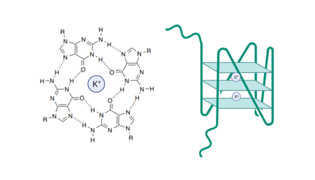 Archaeal G-Quadruplexes: A Novel Model for Understanding Unusual DNA/RNA Structures Across the Tree of Life