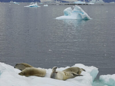 Scientists use AI to track icebergs from birth to break up for the first time   – British Antarctic Survey