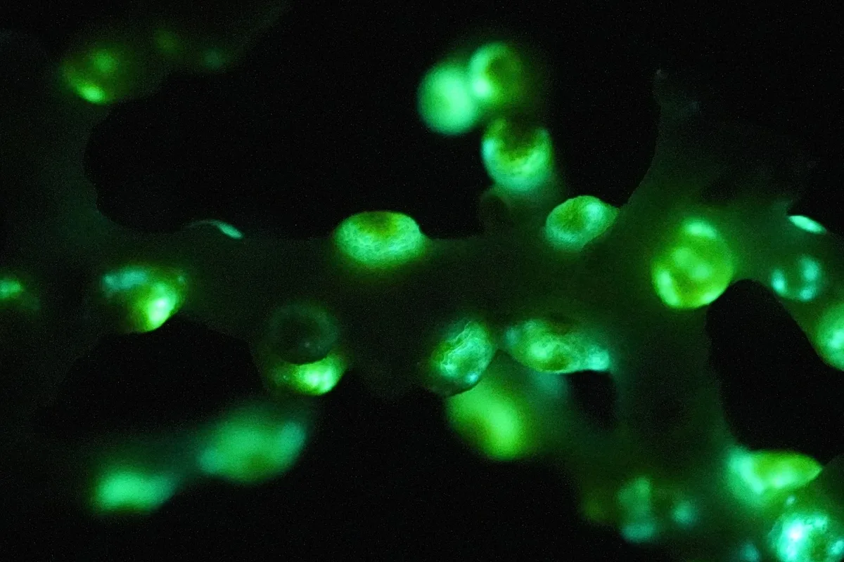 Scientists discover a new deep sea creature that glows in the dark