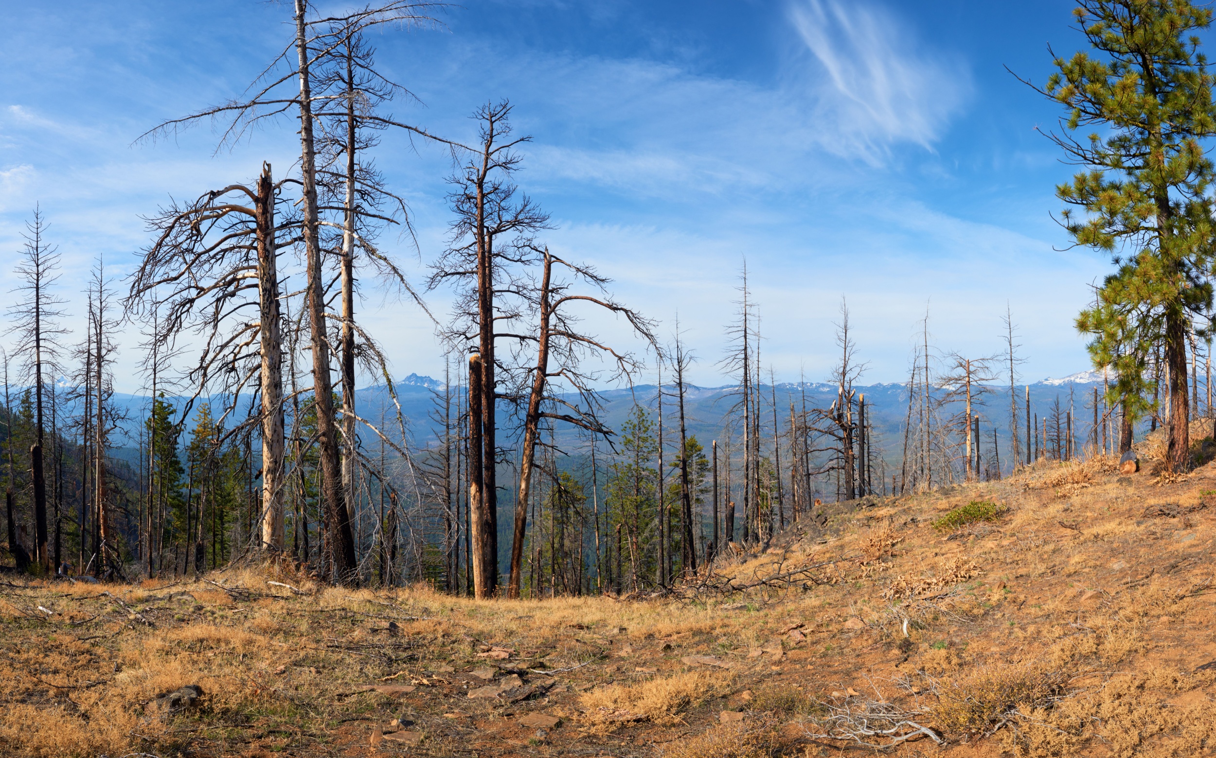 Forests capture more methane from the air as the planet warms